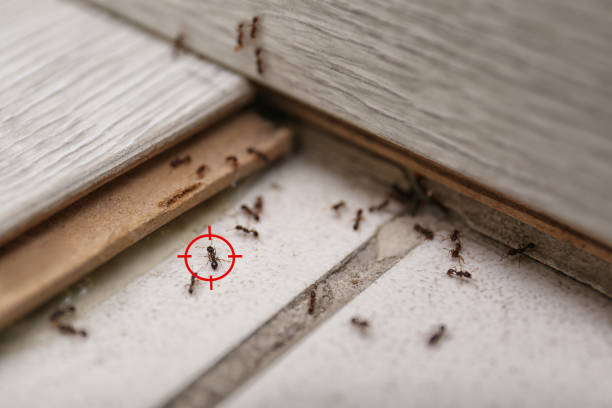 Best Local Pest Control Services  in Peppermill Village, MD